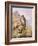 Peregrine Falcon-Carl Donner-Framed Giclee Print