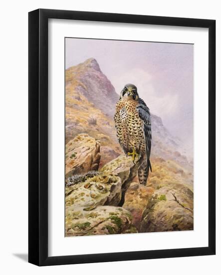 Peregrine Falcon-Carl Donner-Framed Giclee Print