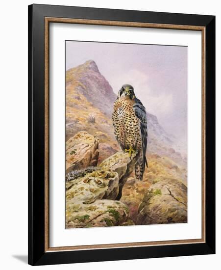 Peregrine Falcon-Carl Donner-Framed Giclee Print