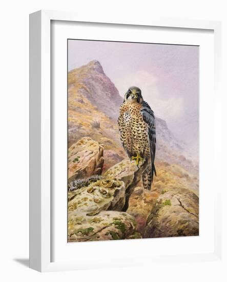 Peregrine Falcon-Carl Donner-Framed Giclee Print