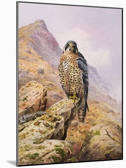 Peregrine Falcon-Carl Donner-Mounted Giclee Print