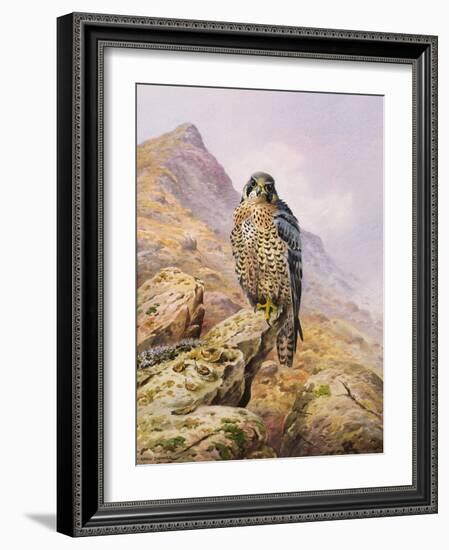 Peregrine Falcon-Carl Donner-Framed Giclee Print