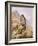 Peregrine Falcon-Carl Donner-Framed Giclee Print