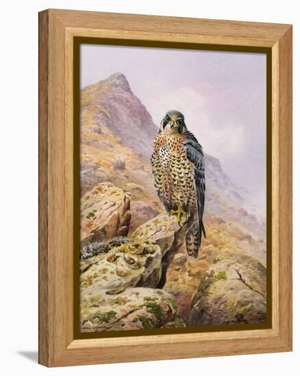 Peregrine Falcon-Carl Donner-Framed Premier Image Canvas