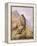 Peregrine Falcon-Carl Donner-Framed Premier Image Canvas