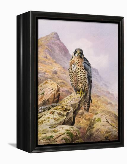 Peregrine Falcon-Carl Donner-Framed Premier Image Canvas