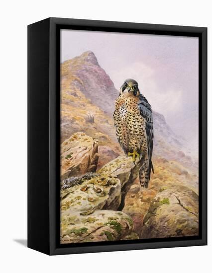 Peregrine Falcon-Carl Donner-Framed Premier Image Canvas