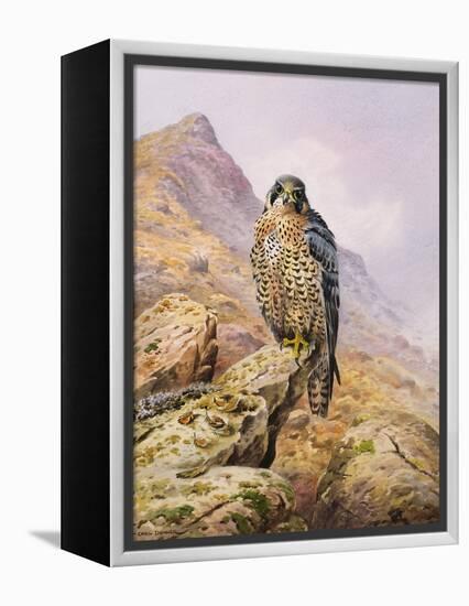 Peregrine Falcon-Carl Donner-Framed Premier Image Canvas