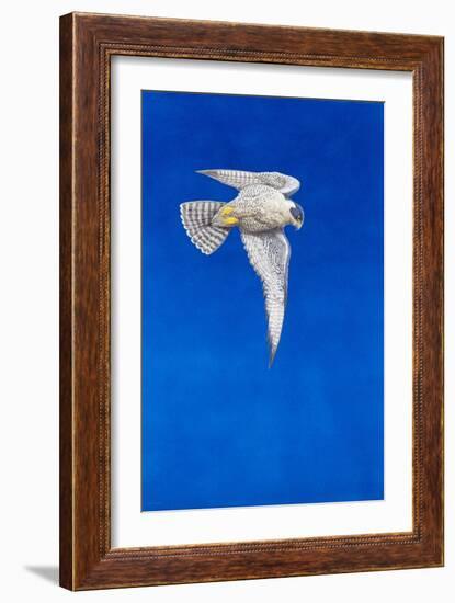 Peregrine Falcon-Tim Hayward-Framed Giclee Print