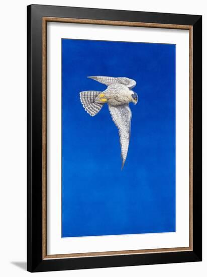 Peregrine Falcon-Tim Hayward-Framed Giclee Print