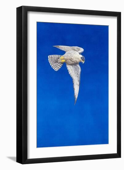 Peregrine Falcon-Tim Hayward-Framed Giclee Print