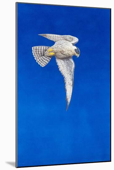 Peregrine Falcon-Tim Hayward-Mounted Giclee Print