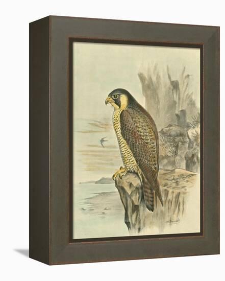 Peregrine Falcon-F. w. Frohawk-Framed Stretched Canvas