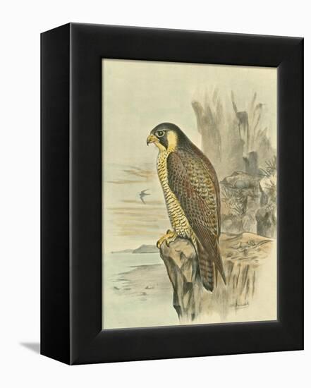 Peregrine Falcon-F. w. Frohawk-Framed Stretched Canvas