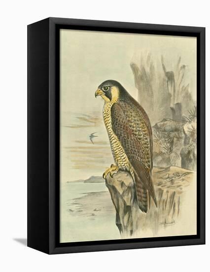 Peregrine Falcon-F. w. Frohawk-Framed Stretched Canvas