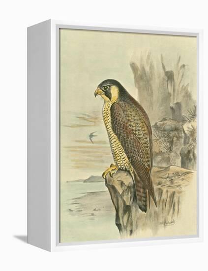 Peregrine Falcon-F. w. Frohawk-Framed Stretched Canvas