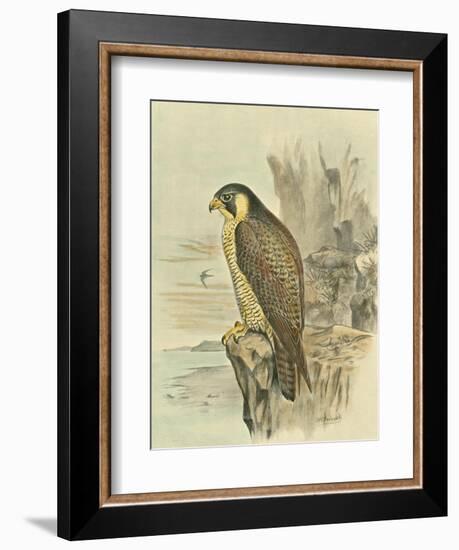 Peregrine Falcon-F. w. Frohawk-Framed Art Print