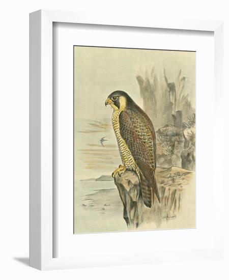 Peregrine Falcon-F. w. Frohawk-Framed Art Print