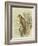 Peregrine Falcon-F. w. Frohawk-Framed Art Print