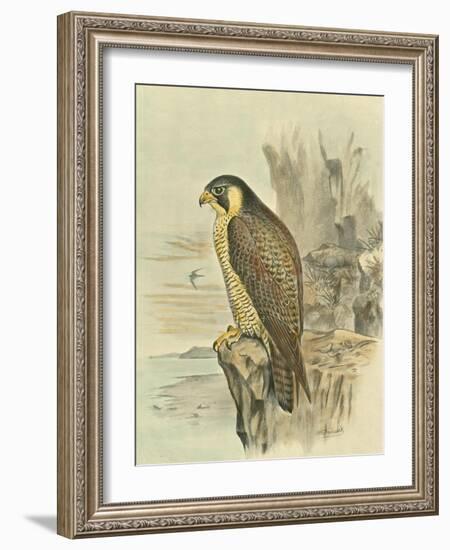 Peregrine Falcon-F. w. Frohawk-Framed Art Print