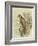 Peregrine Falcon-F. w. Frohawk-Framed Art Print