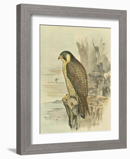 Peregrine Falcon-F. w. Frohawk-Framed Art Print