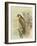 Peregrine Falcon-F. w. Frohawk-Framed Art Print