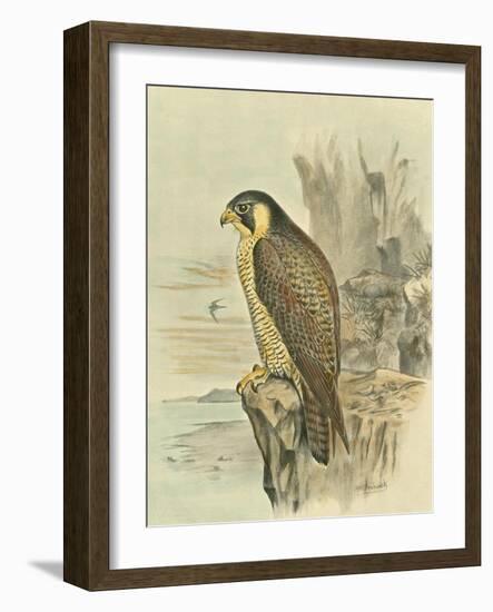 Peregrine Falcon-F. w. Frohawk-Framed Art Print