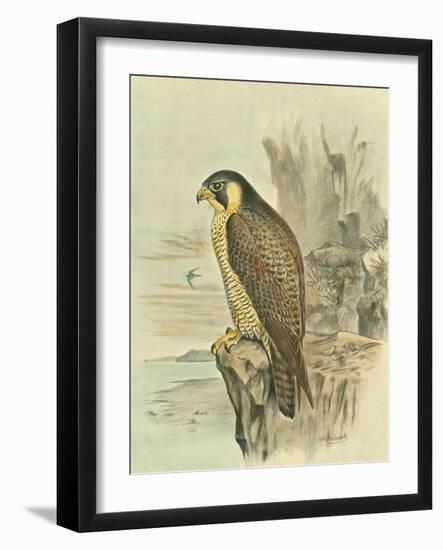 Peregrine Falcon-F. w. Frohawk-Framed Art Print