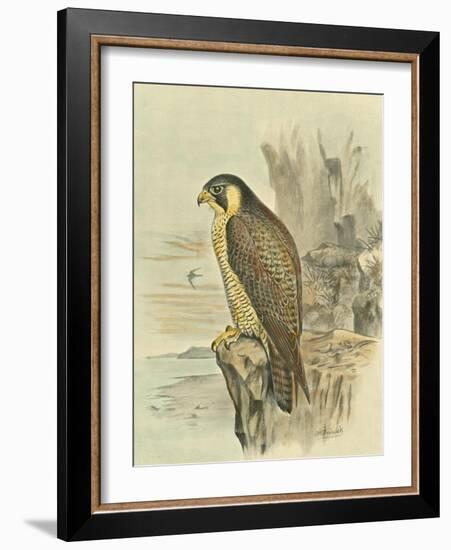 Peregrine Falcon-F. w. Frohawk-Framed Art Print