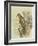 Peregrine Falcon-F. w. Frohawk-Framed Art Print