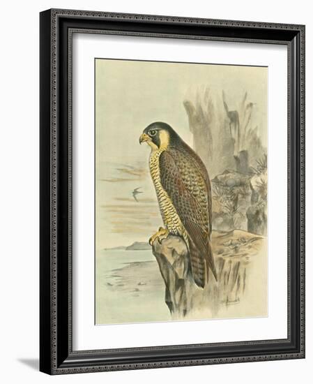 Peregrine Falcon-F. w. Frohawk-Framed Art Print