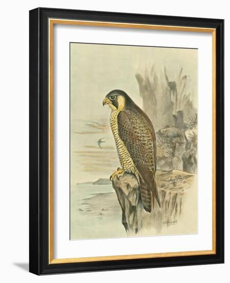 Peregrine Falcon-F. w. Frohawk-Framed Art Print