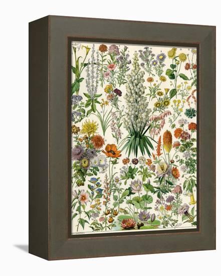 Perennial Garden Flowers, Aster, Daisy, Bleeding Heart, Geranium, Primrose, Phlox-null-Framed Premier Image Canvas