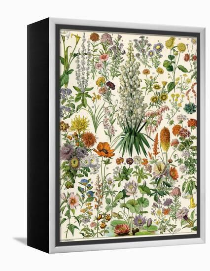 Perennial Garden Flowers, Aster, Daisy, Bleeding Heart, Geranium, Primrose, Phlox-null-Framed Premier Image Canvas
