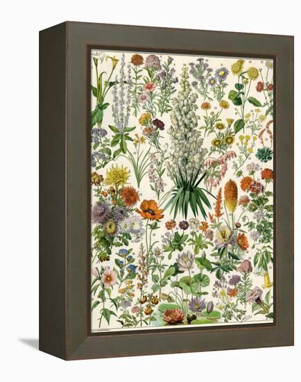 Perennial Garden Flowers, Aster, Daisy, Bleeding Heart, Geranium, Primrose, Phlox-null-Framed Premier Image Canvas