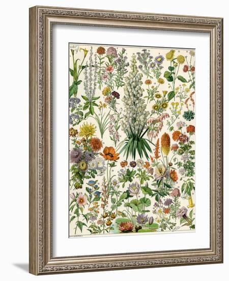 Perennial Garden Flowers, Aster, Daisy, Bleeding Heart, Geranium, Primrose, Phlox-null-Framed Giclee Print