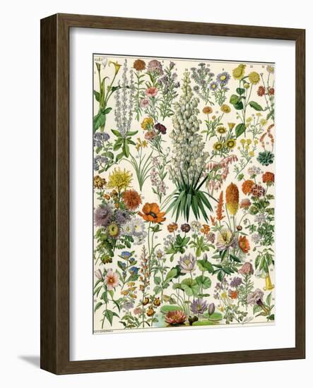 Perennial Garden Flowers, Aster, Daisy, Bleeding Heart, Geranium, Primrose, Phlox-null-Framed Giclee Print