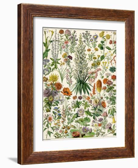 Perennial Garden Flowers, Aster, Daisy, Bleeding Heart, Geranium, Primrose, Phlox-null-Framed Giclee Print