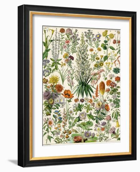 Perennial Garden Flowers, Aster, Daisy, Bleeding Heart, Geranium, Primrose, Phlox-null-Framed Giclee Print