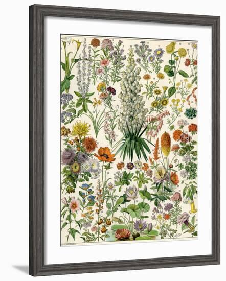 Perennial Garden Flowers, Aster, Daisy, Bleeding Heart, Geranium, Primrose, Phlox-null-Framed Giclee Print