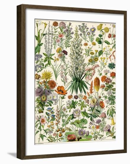 Perennial Garden Flowers, Aster, Daisy, Bleeding Heart, Geranium, Primrose, Phlox-null-Framed Giclee Print