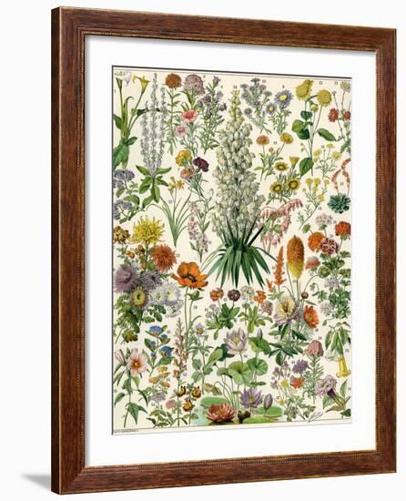 Perennial Garden Flowers, Aster, Daisy, Bleeding Heart, Geranium, Primrose, Phlox-null-Framed Giclee Print