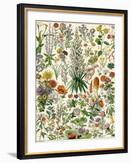 Perennial Garden Flowers, Aster, Daisy, Bleeding Heart, Geranium, Primrose, Phlox-null-Framed Giclee Print