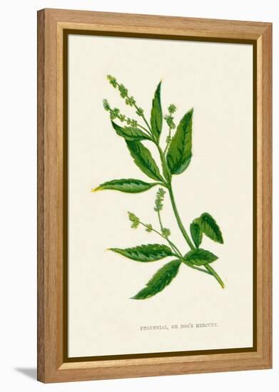 'Perennial, or Dog's Mercury', c1891, (1891)-Anne Pratt-Framed Premier Image Canvas