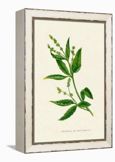 'Perennial, or Dog's Mercury', c1891, (1891)-Anne Pratt-Framed Premier Image Canvas