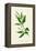 'Perennial, or Dog's Mercury', c1891, (1891)-Anne Pratt-Framed Premier Image Canvas