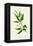 'Perennial, or Dog's Mercury', c1891, (1891)-Anne Pratt-Framed Premier Image Canvas