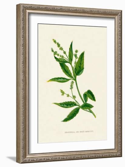 'Perennial, or Dog's Mercury', c1891, (1891)-Anne Pratt-Framed Giclee Print