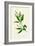 'Perennial, or Dog's Mercury', c1891, (1891)-Anne Pratt-Framed Giclee Print